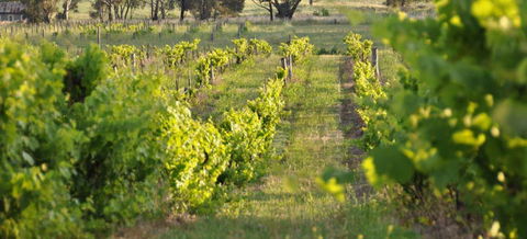 Bell River Estate Winery - Accommodation QLD 3