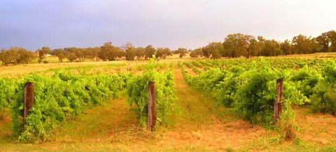 Bell River Estate Winery - Accommodation QLD 7