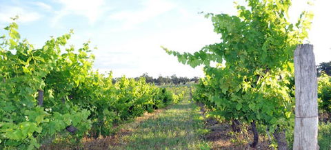 Bell River Estate Winery - Accommodation QLD 8