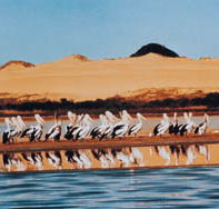 Coorong National Park - Accommodation QLD