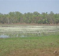 Leaning Tree Lagoon Nature Park - Accommodation QLD