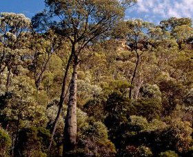 Ka Ka Mundi, Carnarvon National Park - Accommodation QLD 0