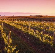 Ralph Fowler Wines - Accommodation QLD