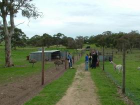Avenue Emus - Accommodation QLD 0
