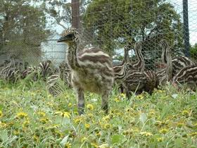 Avenue Emus - Accommodation QLD 1