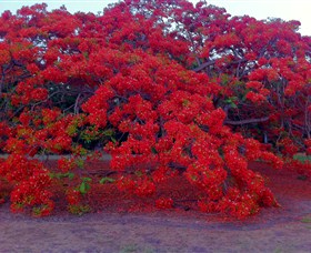 George Brown Darwin Botanic Gardens - Accommodation QLD 1