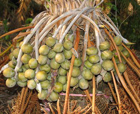 George Brown Darwin Botanic Gardens - Accommodation QLD 7