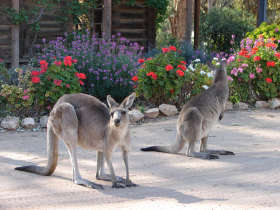 The Pioneer Settlement - Accommodation QLD 5