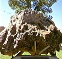 Fossilised Tree - Accommodation QLD