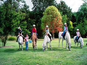 Limestone Coast Horseriding - Accommodation QLD 0