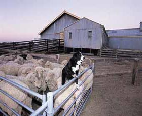 Shear Outback The Australian Shearers Hall Of Fame - Accommodation QLD 1