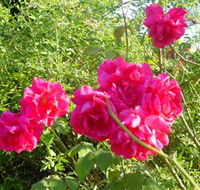 Bishop's Lodge Historic House and Heritage Rose Garden - Accommodation QLD
