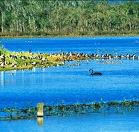 Hasties Swamp National Park - Accommodation QLD