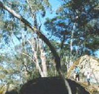 Dergholm State Park - Accommodation QLD