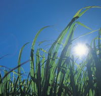 Australian Sugar Industry Museum - Accommodation QLD