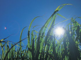 Australian Sugar Industry Museum - Accommodation QLD 0
