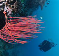 Eddy Reef Dive Site - Accommodation QLD