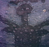 Quinkan Reserves Ancient Rock Art - Accommodation QLD