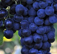 De Bortoli Wines Bilbul - Accommodation QLD
