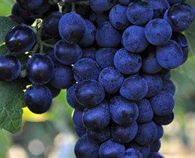 De Bortoli Wines Bilbul - Accommodation QLD 0