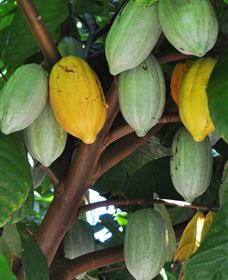 Sweet Farm Tours - Accommodation QLD 2