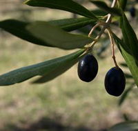Red Rock Olives - Accommodation QLD