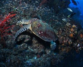 SS Yongala Dive Site - Accommodation QLD 3