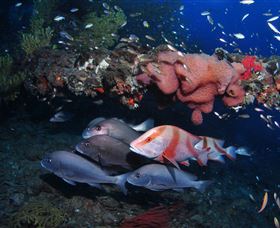 SS Yongala Dive Site - Accommodation QLD 2