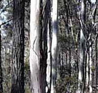 Kooyoora State Park - Accommodation QLD