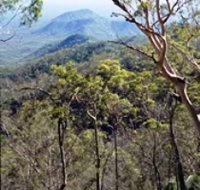 Crediton State Forest - Accommodation QLD