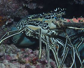 Keeper Reef Dive Site - Accommodation QLD 2