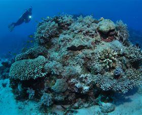 Keeper Reef Dive Site - Accommodation QLD 1
