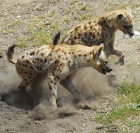 Altina Wildlife Park - Accommodation QLD