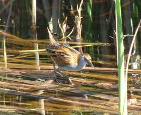 Fivebough Wetlands - Accommodation QLD 1