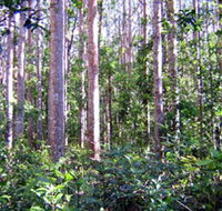 Cathu State Forest - Accommodation QLD