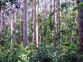 Cathu State Forest - Accommodation QLD 0