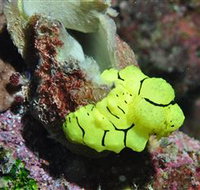 The Oasis Dive Site