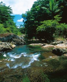 Cedar Creek Falls - Accommodation QLD 1
