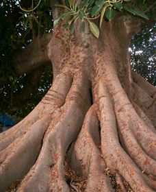 The Big Fig Tree - Accommodation QLD 0