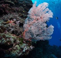 Barracuda Bommie Dive Site - Accommodation QLD