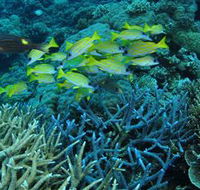 Castle Rock Dive Site - Accommodation QLD