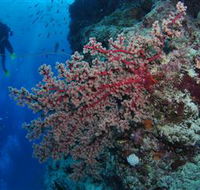 Nursery Bommie Dive Site - Accommodation QLD