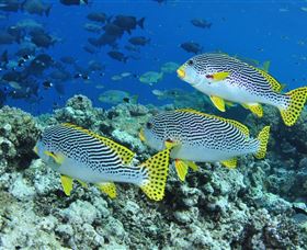 Three Sisters Dive Site - Accommodation QLD 1