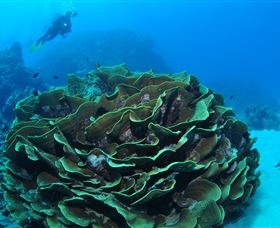 Three Sisters Dive Site - Accommodation QLD 2