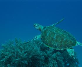 Three Sisters Dive Site - Accommodation QLD 3