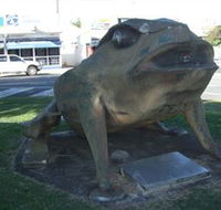 Big Cane Toad - Accommodation QLD