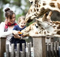 Taronga Western Plains Zoo Dubbo - Accommodation QLD