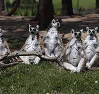 Savannah Visitor Plaza Taronga Western Plains Zoo Dubbo - Accommodation QLD