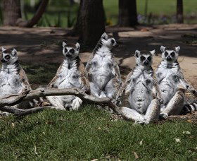 Savannah Visitor Plaza, Taronga Western Plains Zoo Dubbo - Accommodation QLD 0