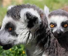 Savannah Visitor Plaza, Taronga Western Plains Zoo Dubbo - Accommodation QLD 1